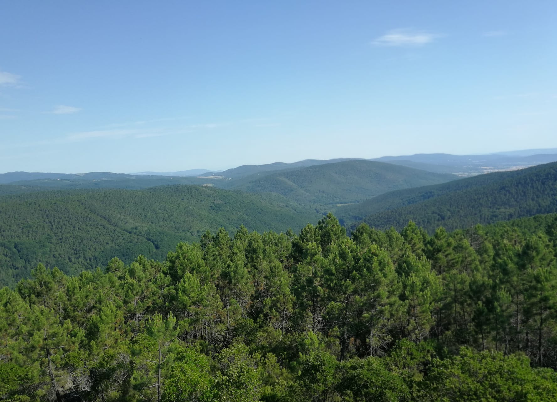BOSCO_FORESTAZIONE