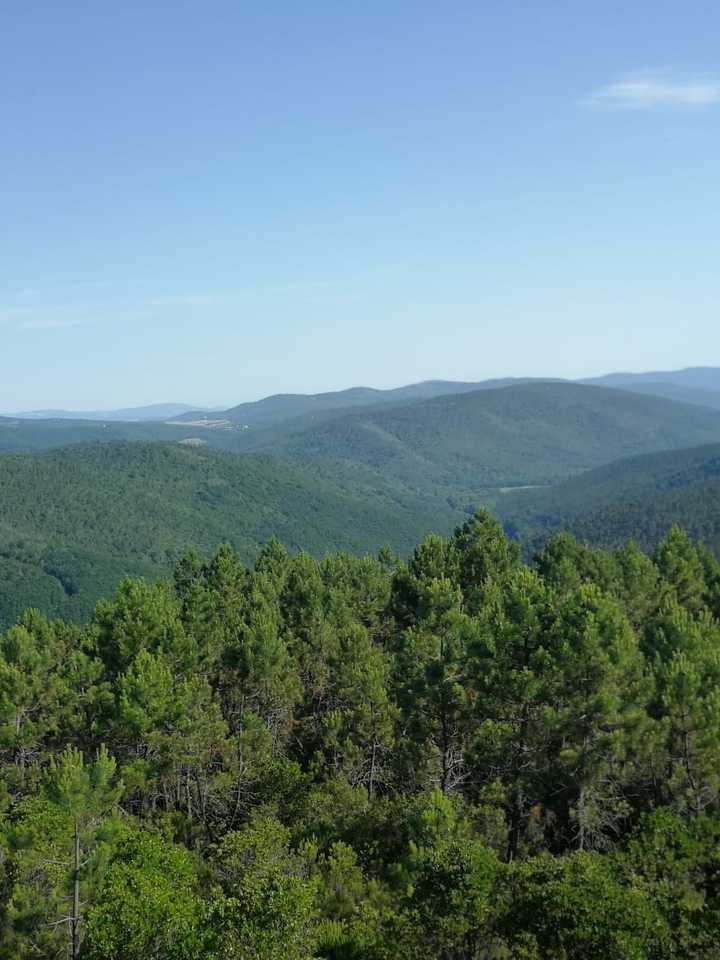 informazioni-forestazione-e-vincolo-idrogeologico-agricolo-forestale